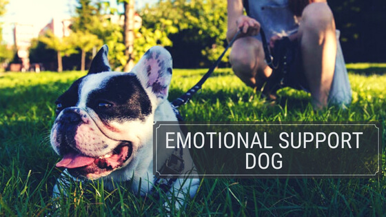 Can You Claim An Emotional Support Animal On Taxes