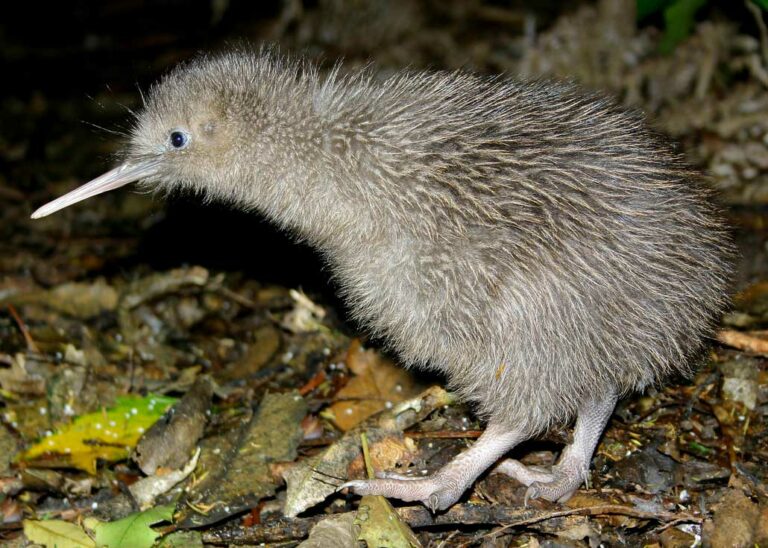 New Zealand Wildlife: Animals Native to New Zealand – Unique Species