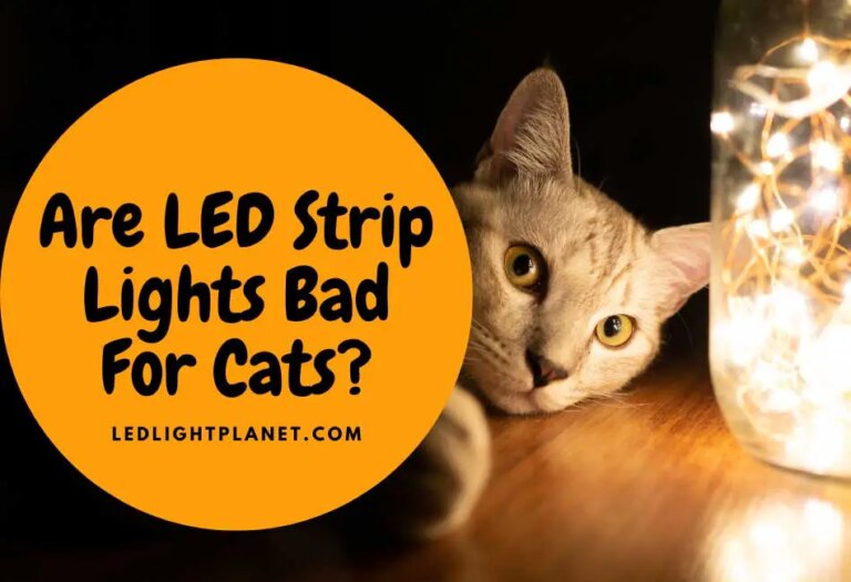 Light & Lasers: Are LED Lights Bad for Cats?